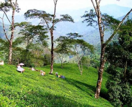 大吉岭茶园山图片