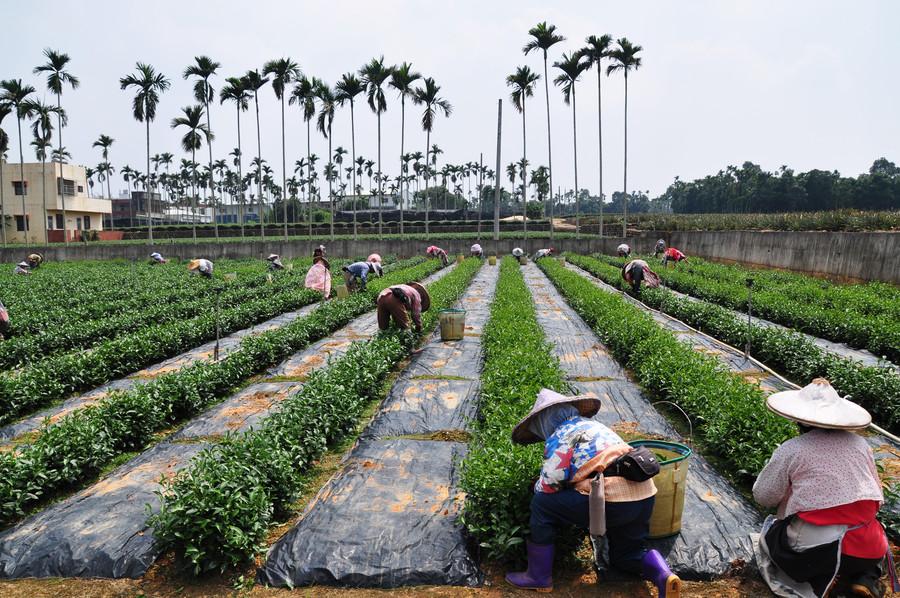 茶农种茶图片