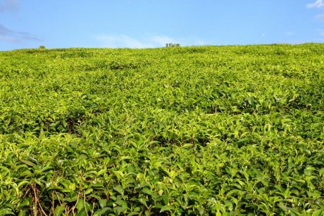 茶叶茶园图片