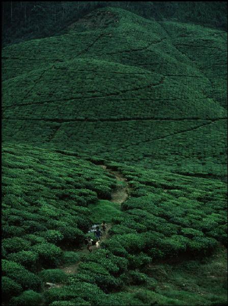 美丽的茶图风景图片