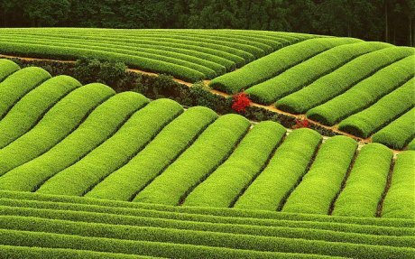 美丽的茶园风光图片