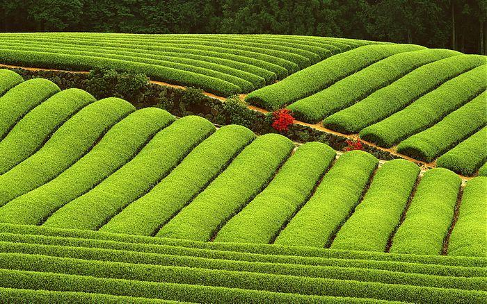 美丽的茶园风光图片