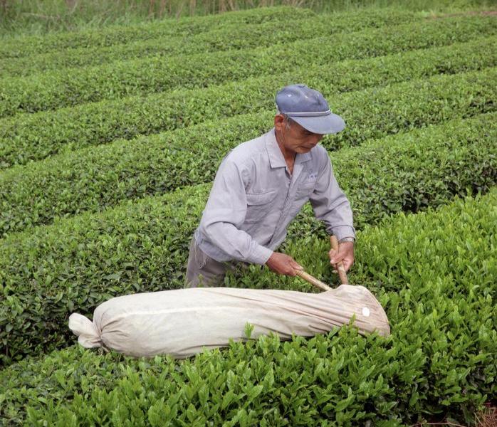 日本的采摘茶叶图片