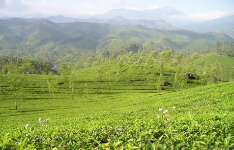 印度茶种植园