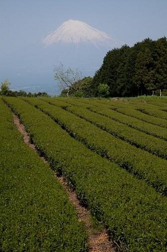 静冈绿茶园之乡