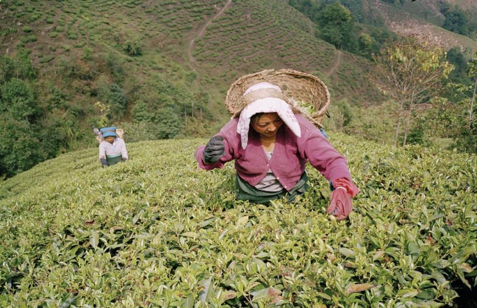 大吉岭茶园l图片