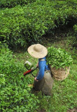 妇女采摘茶叶图片