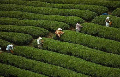 妇女采茶叶图片