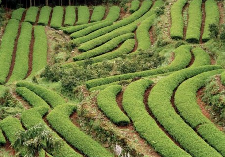 日本茶田图片