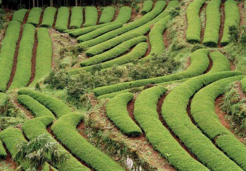 日本茶田图片