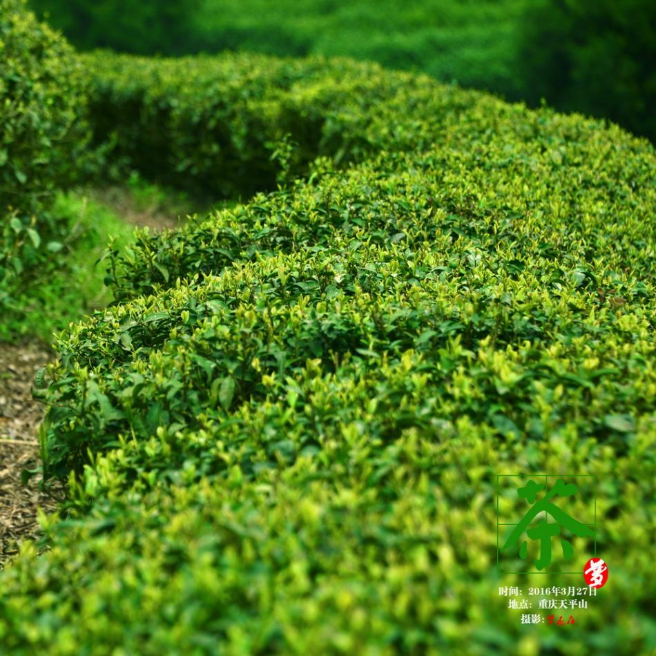 清明前游茶山记15 (15/20)