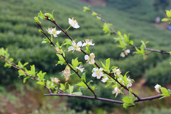 原产地安吉白茶茶园摄影 (25/30)