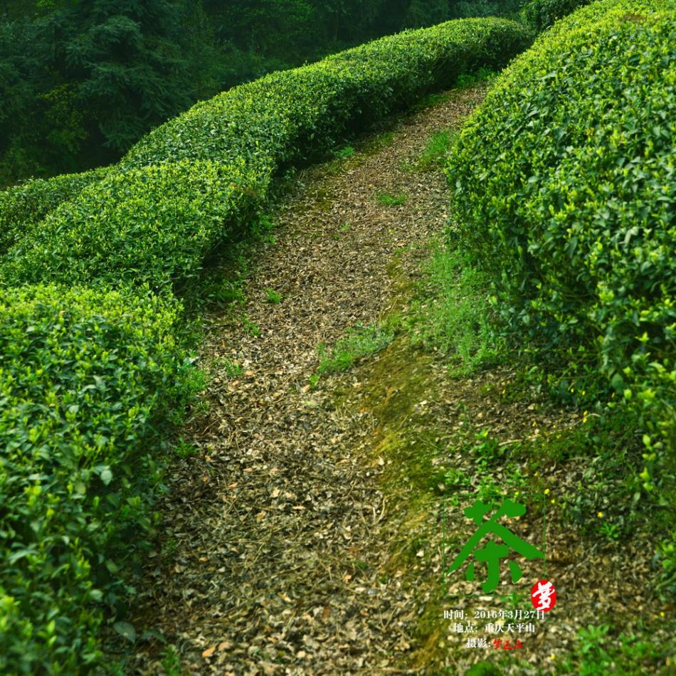 清明前游茶山记10 (10/20)