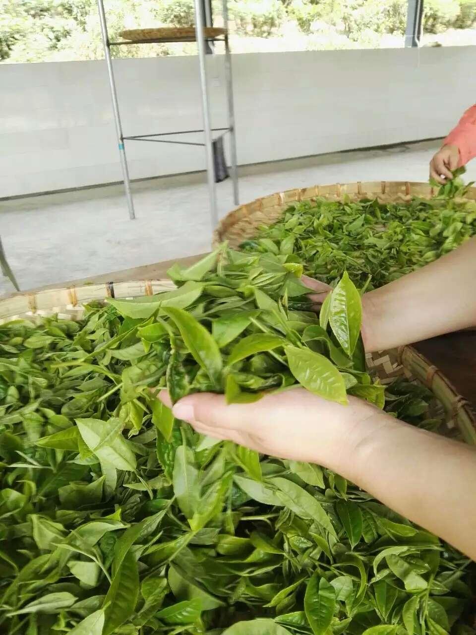 黑茶茶饼及制作图片3