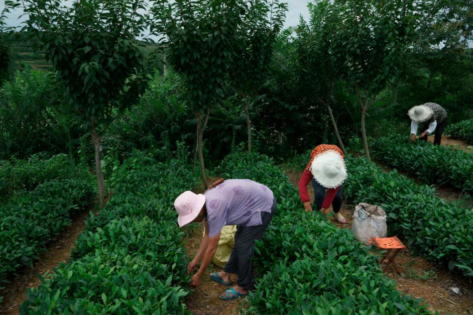 青岛黄岛区茶园茶区图片