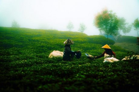 茶山上早晨采摘茶叶图片