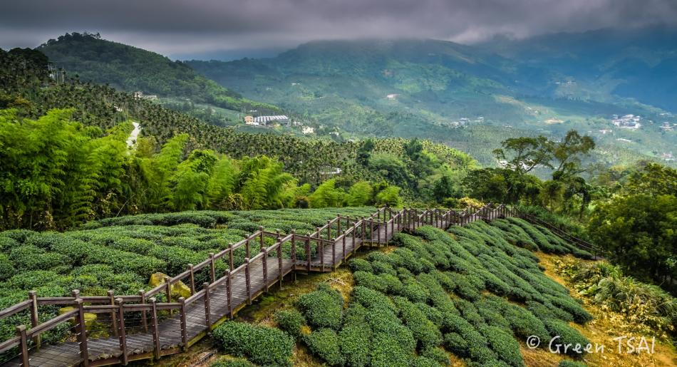 风景美丽的茶园茶区