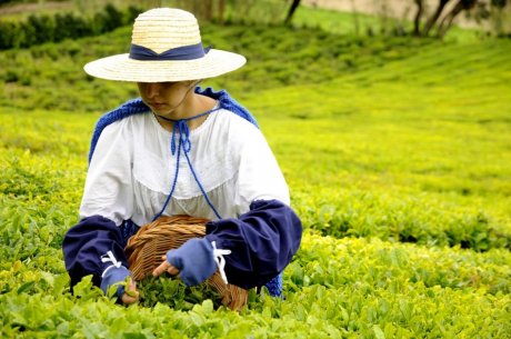 尤利亚曼达茶园采茶