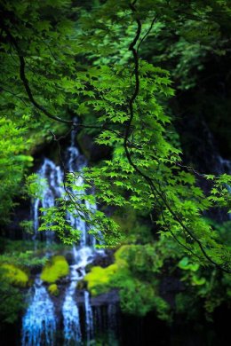 山林花澗 翠竹雅舍 人生如茶 