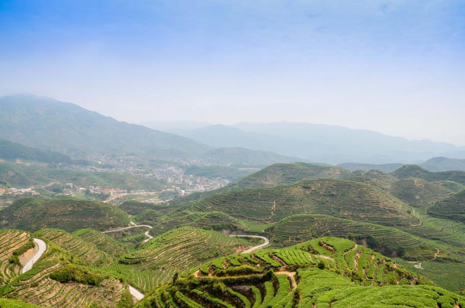 美丽家乡满山遍野绿色的茶园风景 (16/25)