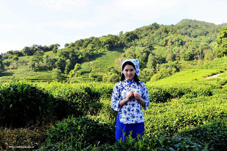 阳光下的采茶女摄影美景 (1/6)