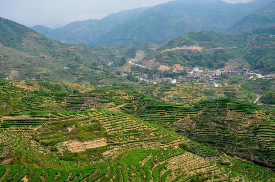 美丽家乡满山遍野绿色的茶园风景 (21/25)