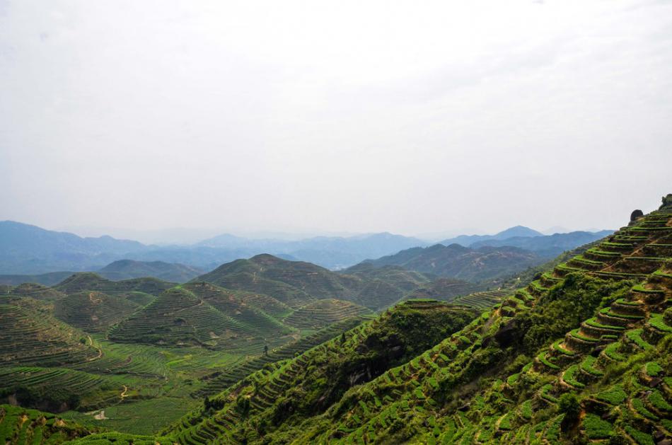 美丽家乡满山遍野绿色的茶园风景 (15/25)