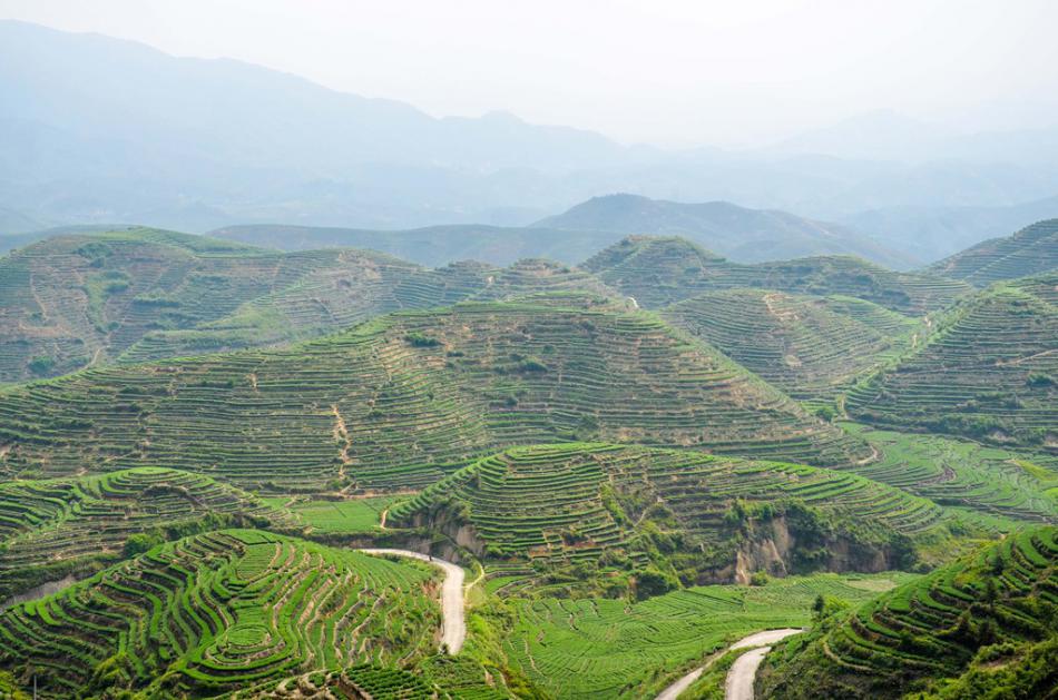 美丽家乡满山遍野绿色的茶园风景 (13/25)