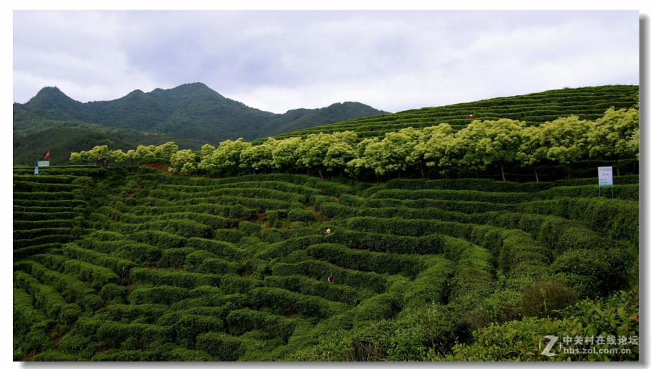 汉中西乡 茶山风光 美丽的茶山景色 (7/11)