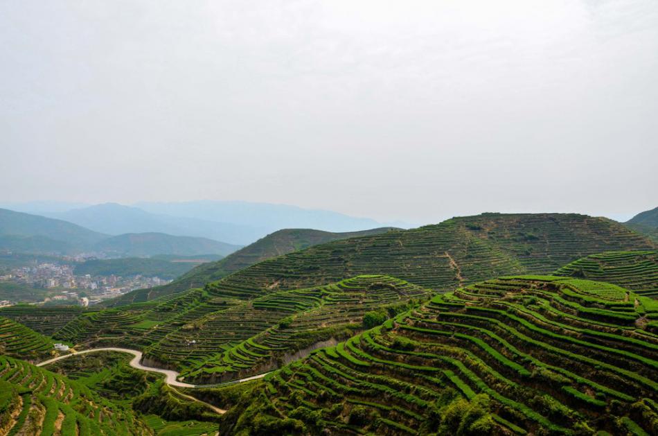 美丽家乡满山遍野绿色的茶园风景 (24/25)