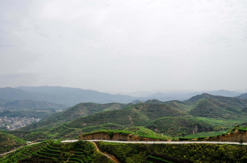 美丽家乡满山遍野绿色的茶园风景 (20/25)