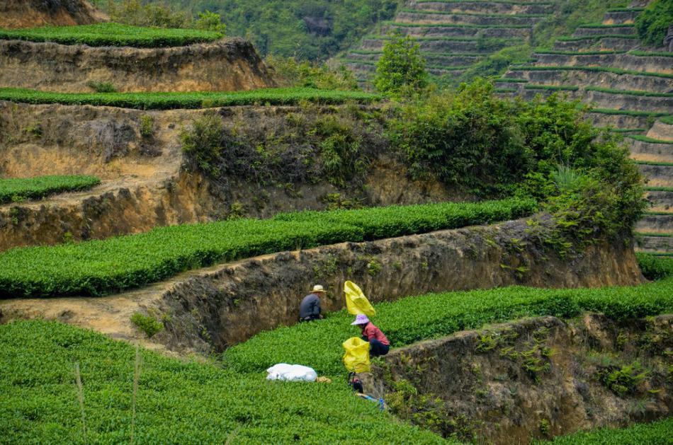 美丽家乡满山遍野绿色的茶园风景 (7/25)