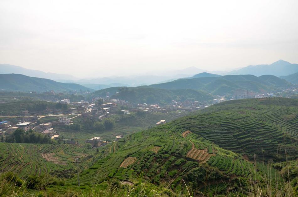 美丽家乡满山遍野绿色的茶园风景 (6/25)