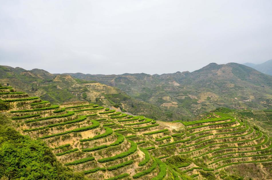 美丽家乡满山遍野绿色的茶园风景 (11/25)