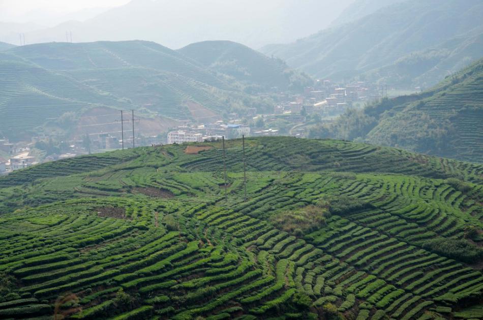 美丽家乡满山遍野绿色的茶园风景 (5/25)