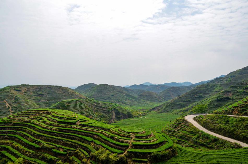 美丽家乡满山遍野绿色的茶园风景 (23/25)