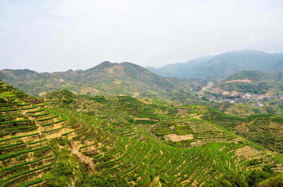 美丽家乡满山遍野绿色的茶园风景 (19/25)