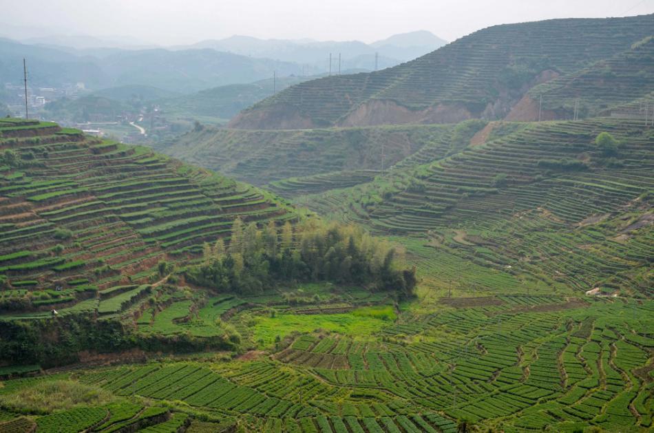 美丽家乡满山遍野绿色的茶园风景 (4/25)