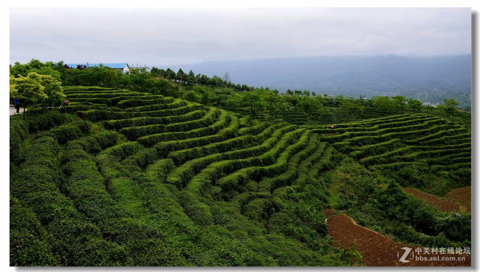 汉中西乡 茶山风光 美丽的茶山景色 (8/11)