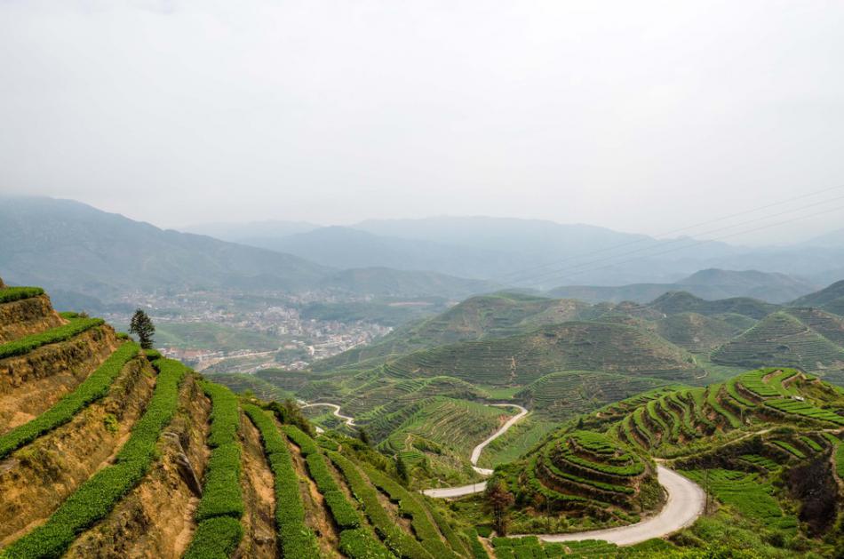 美丽家乡满山遍野绿色的茶园风景 (9/25)