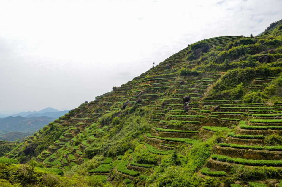 美丽家乡满山遍野绿色的茶园风景 (18/25)