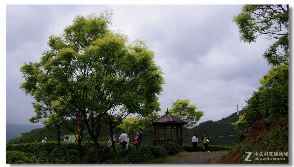 汉中西乡 茶山风光 美丽的茶山景色 (11/11)