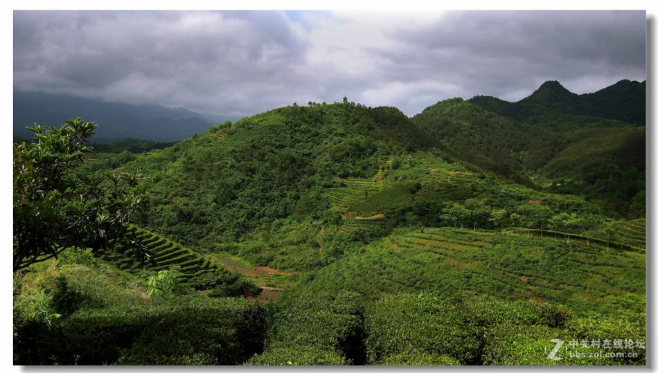 汉中西乡 茶山风光 美丽的茶山景色 (5/11)