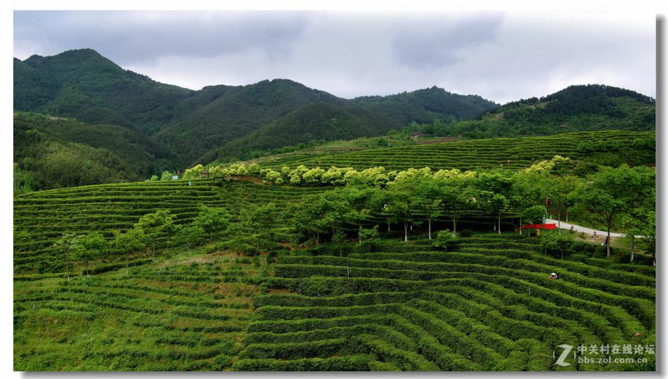 汉中西乡 茶山风光 美丽的茶山景色 (4/11)