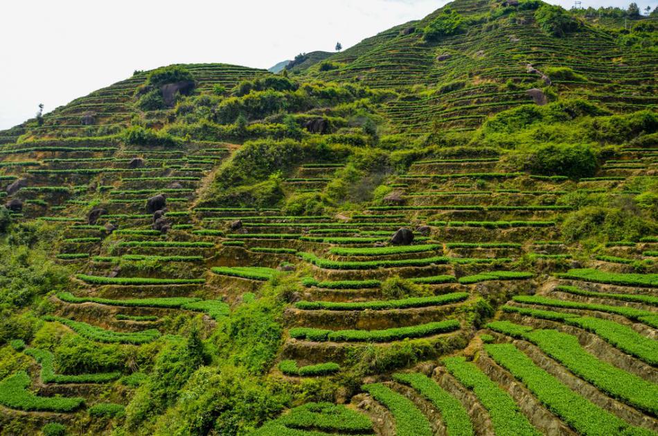 美丽家乡满山遍野绿色的茶园风景 (17/25)