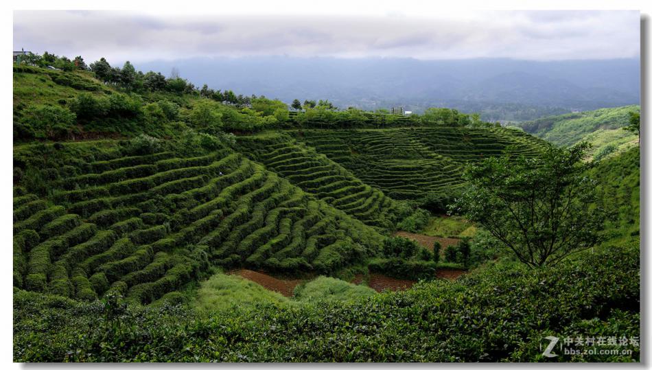 汉中西乡 茶山风光 美丽的茶山景色 (2/11)