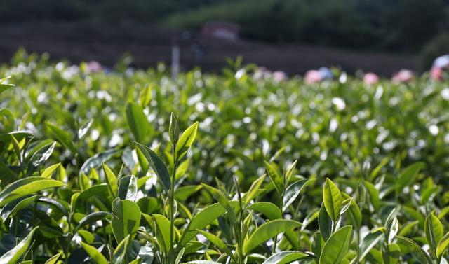 台湾金萱茶叶肥鲜嫩图片