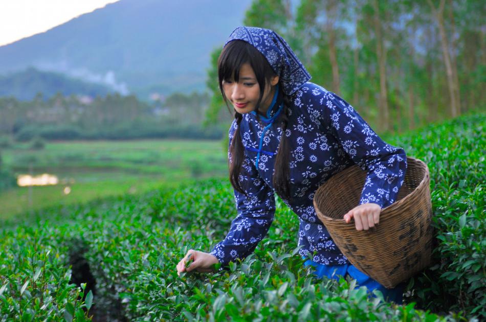 一片茶山 茶娘 采茶姑娘 (1/8)