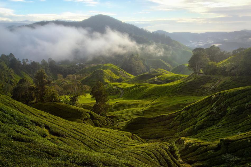 金马仑高原绿茶种植园