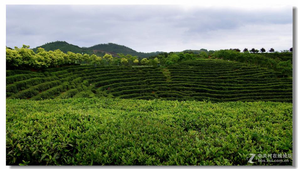 美丽的茶园 汉中西乡 茶山风光  (9/10)